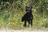 STAFFIE 047